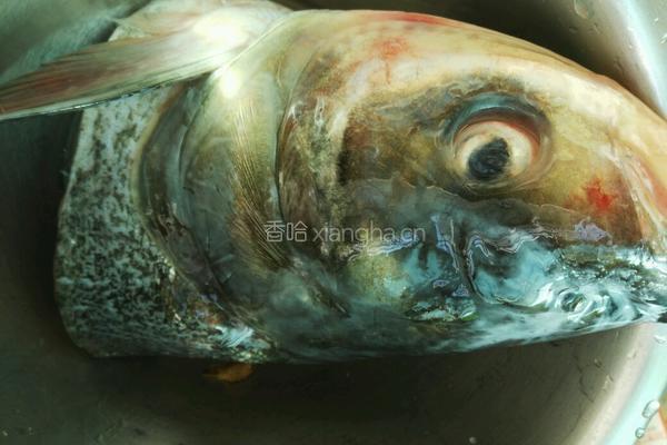 鱼头豆腐汤的做法图解1