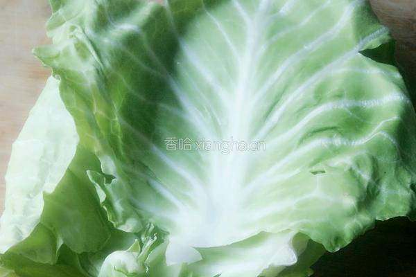 蒸包菜卷的做法图解1