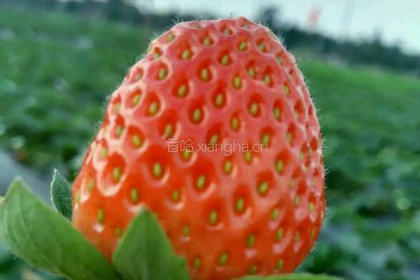 草莓圣诞老公公的做法图解1