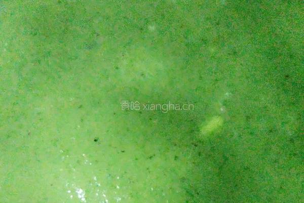 芹菜葱花煎饼的做法图解7