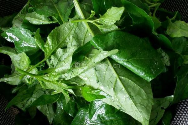 苦槐菜汆肉片的做法图解1