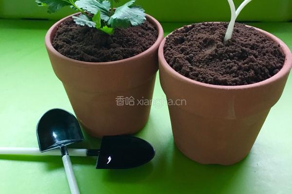 盆栽甜品的做法图解6
