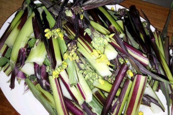 清炒紫菜苔的做法图解1