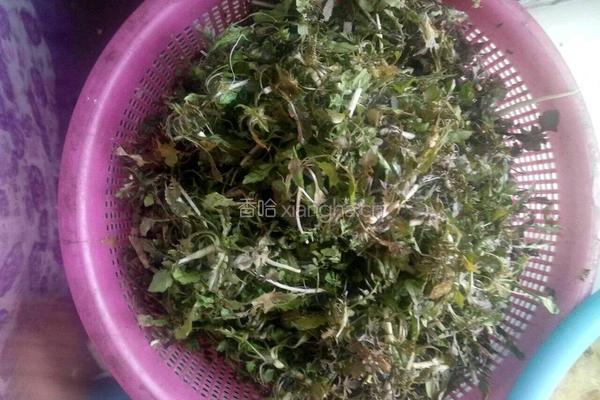 荠菜素包的做法图解3