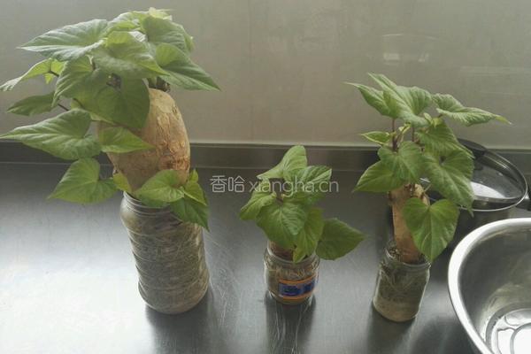 香葱红薯叶鸡蛋饼的做法图解1