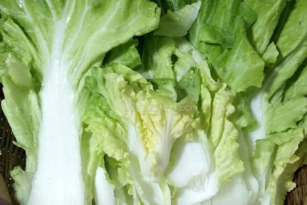 蚝油白菜的做法图解1