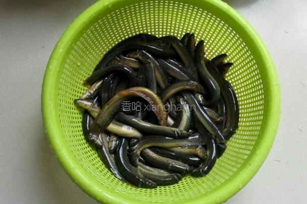 泥鳅烧老黄瓜的做法图解3