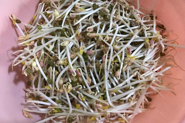 绿豆芽炒粉丝的做法图解1