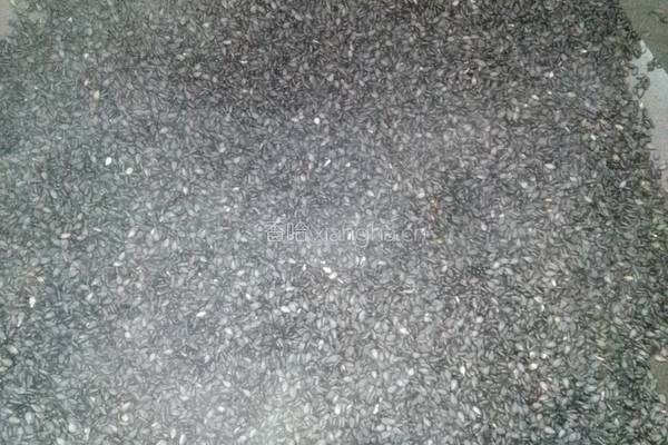 阿胶糕的做法图解4