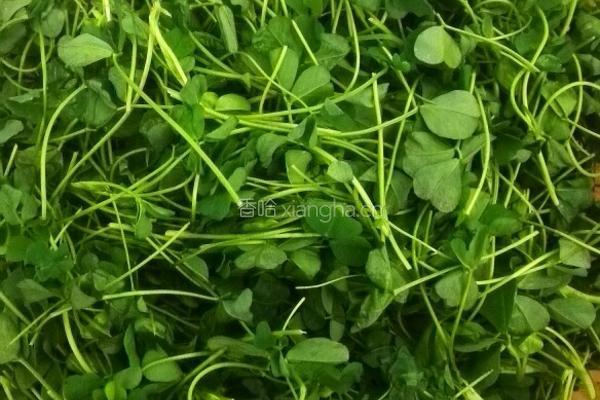 上汤金花菜的做法图解1
