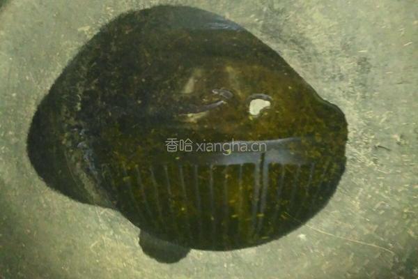 虎皮尖椒的做法图解5