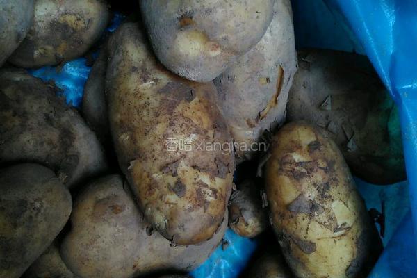 肉丸仔（荷兰薯粿）的做法图解1