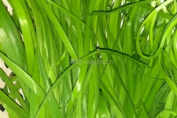 韭菜鸡蛋饺子馅的做法图解1