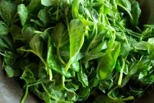炒豌豆尖的做法图解3