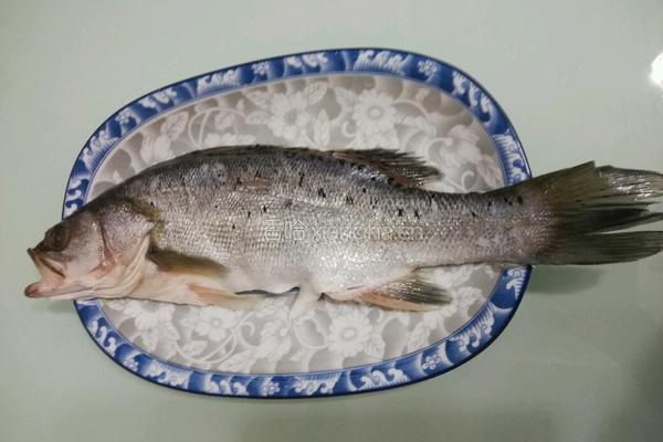 清蒸海鲈鱼的做法图解5