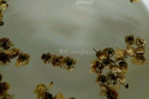菊花粥（电高压）的做法图解3