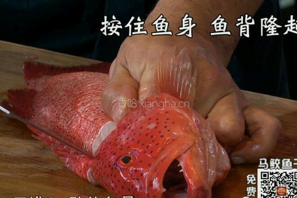 CCTV7食尚大转盘 双味黄耳东星斑的做法图解6