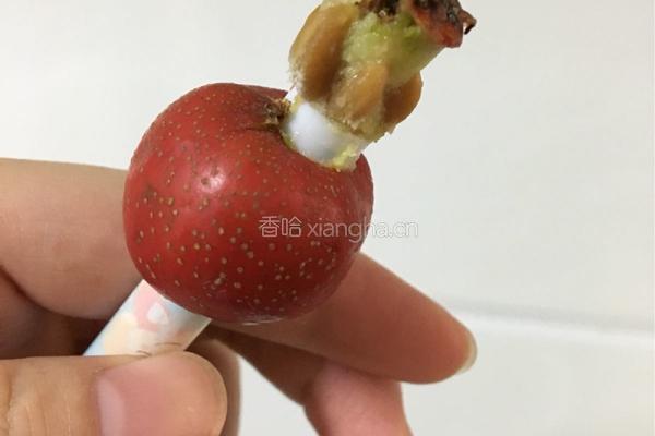 山楂罐头的做法图解4