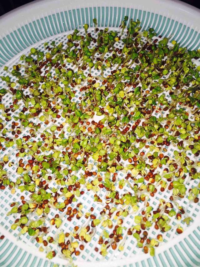 扎根发芽后 底盘蓄水 每天换一次水继续喷水 可以去掉上面盖的东西 