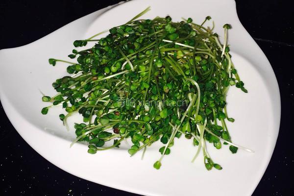 芽苗菜 白萝卜苗的做法图解6
