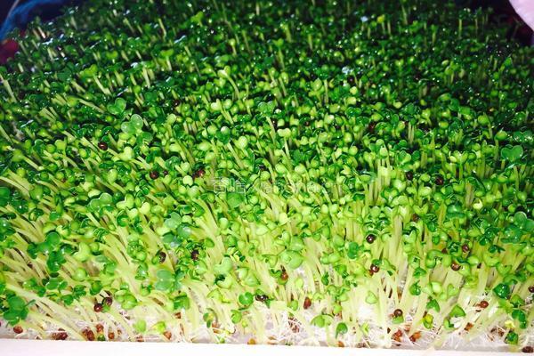 芽苗菜小油菜的做法图解4