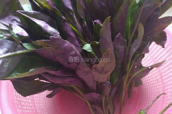 辣椒炒紫背菜的做法图解1