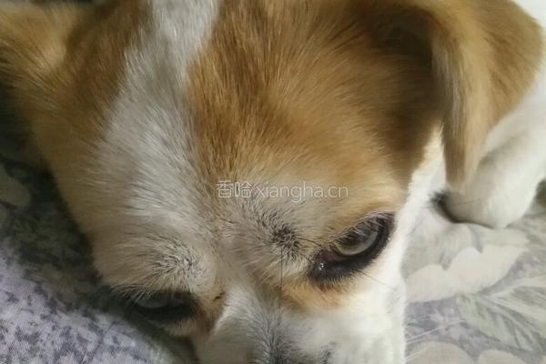 家庭版三汁焖锅的做法图解10