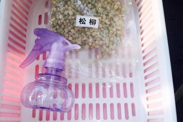 松柳芽苗菜的做法图解1