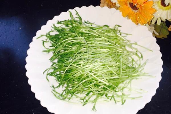 松柳芽苗菜的做法图解8