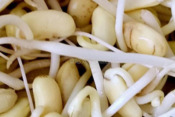 自发黄豆芽的做法图解8
