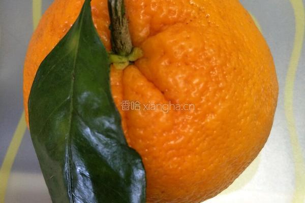 橙子奶昔的做法图解1