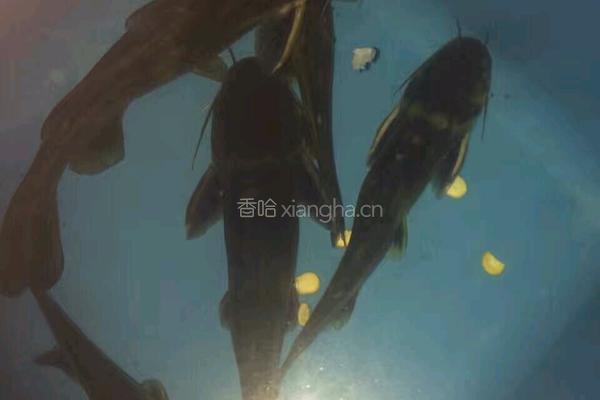 清蒸黄骨鱼的做法图解1