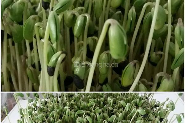 凉拌豆苗的做法图解1