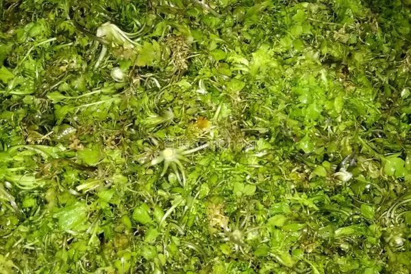 荠菜水饺的做法图解1