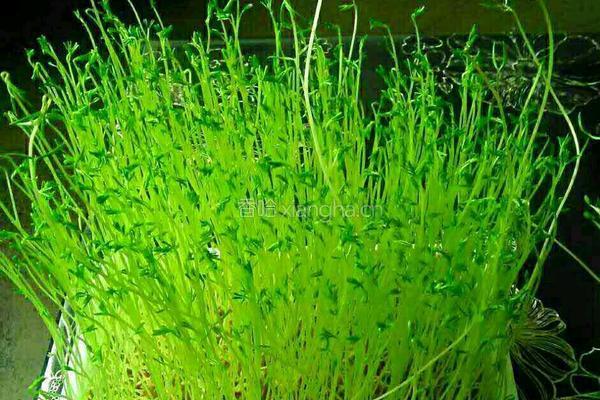 芽苗菜白菜肉馅的做法图解6