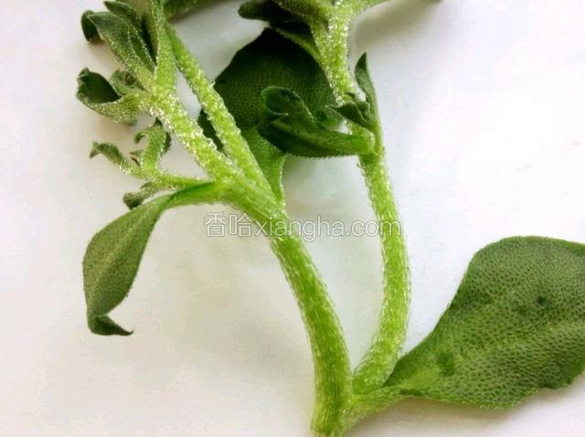 近看下冰草的样子