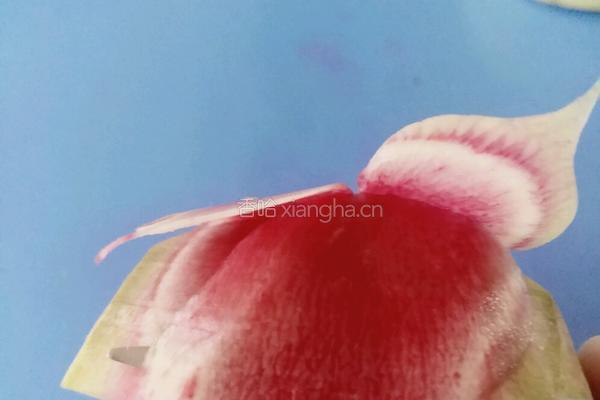 荷花（）莲花的做法图解7