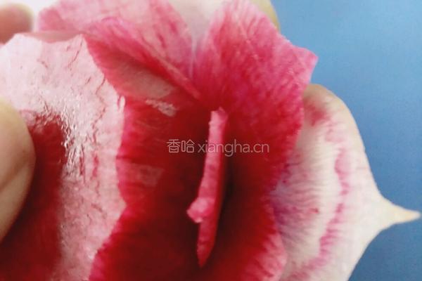 荷花（）莲花的做法图解14