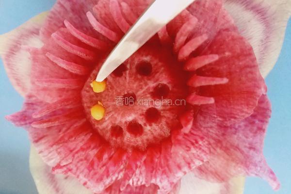 荷花（）莲花的做法图解25