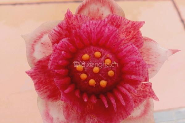荷花（）莲花的做法图解26