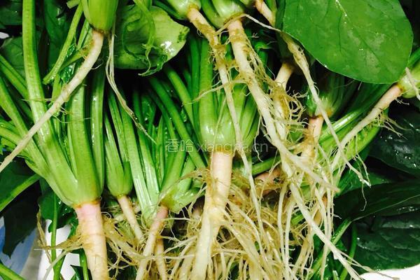 陈醋拌菠菜的做法图解1