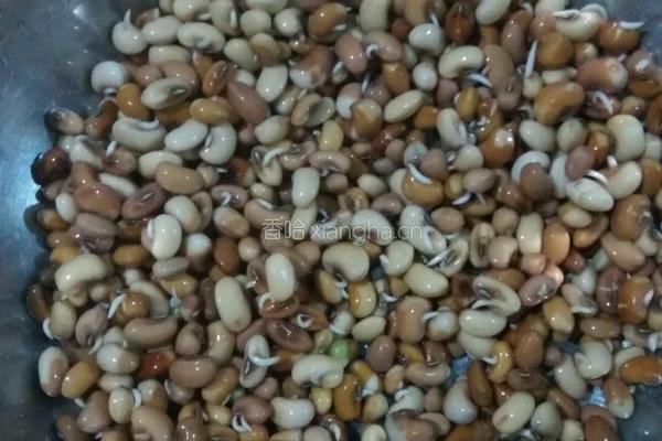 发豇豆芽的做法图解4