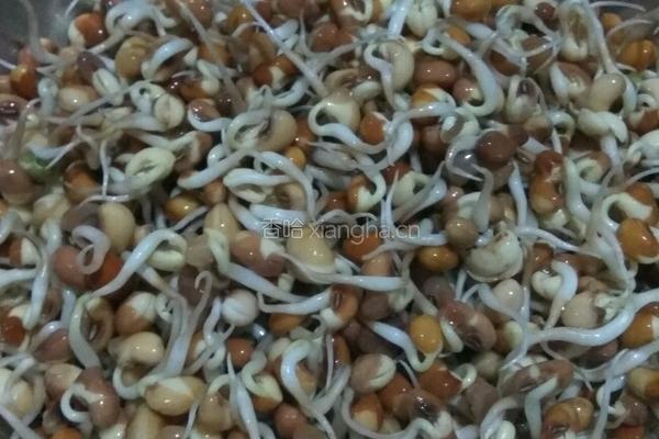 发豇豆芽的做法图解6