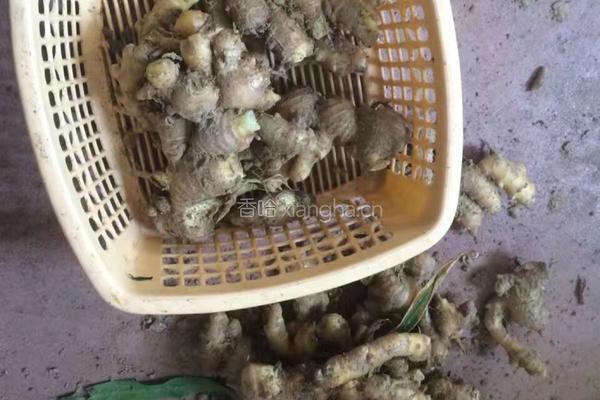 甜醋猪脚姜的做法图解1