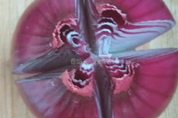 莲花的做法图解4