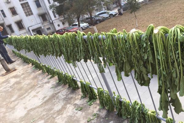 腌制咸菜的做法图解3