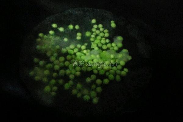 蛋炒粉丝的做法图解5