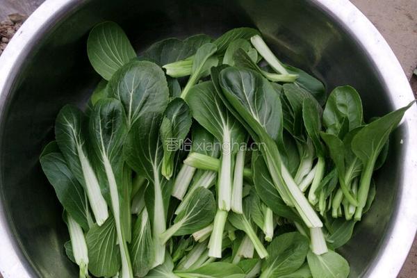 油菜虾皮的做法图解1