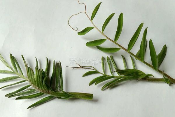 蒸野碗豆苗的做法图解1