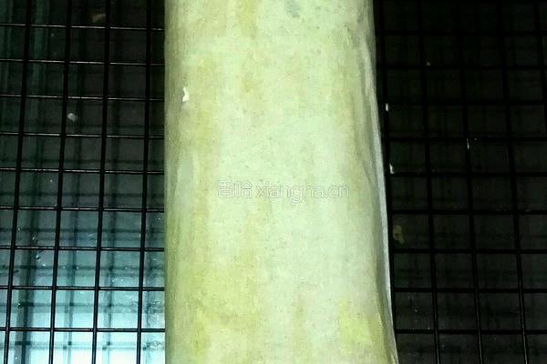 抹茶草莓卷（无油版）的做法图解11